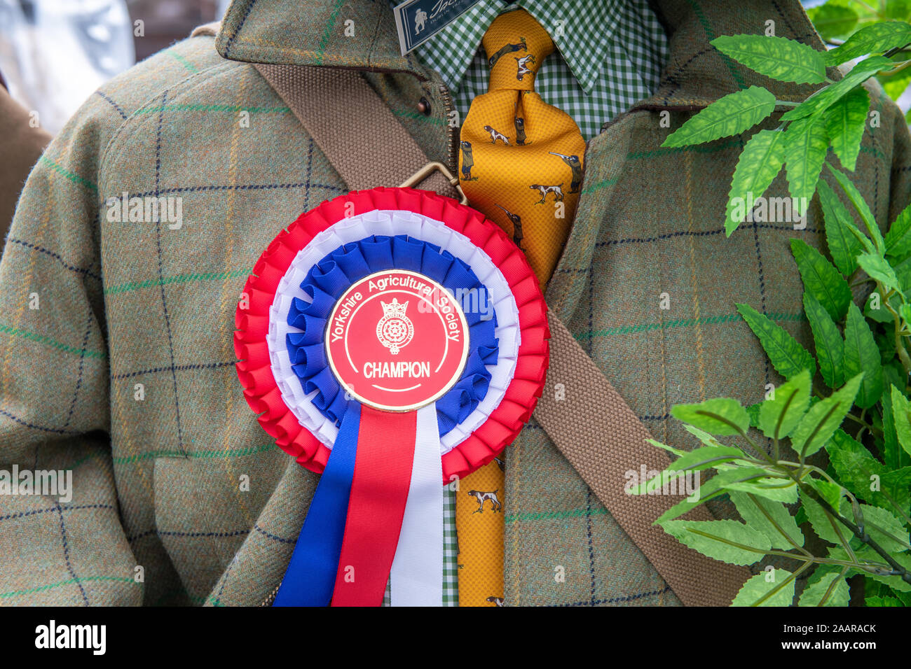 Un premiato camicia al grande spettacolo dello Yorkshire, Harrogate, nello Yorkshire, Regno Unito Foto Stock