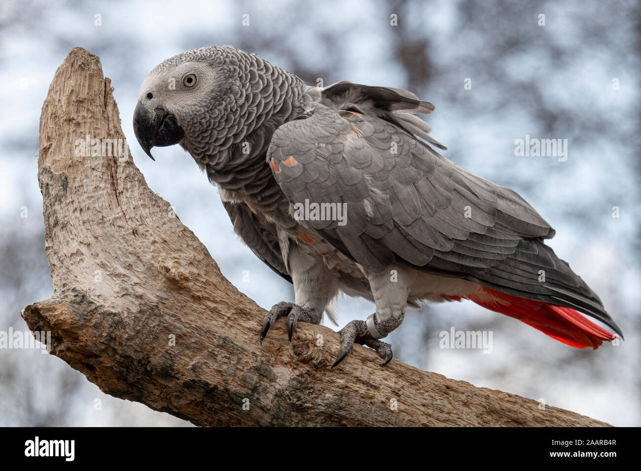 Un pappagallo grigio, noto anche come il Congo pappagallo grigio, Congo pappagallo grigio africano o pappagallo grigio africano appollaiato su un tronco di albero Foto Stock