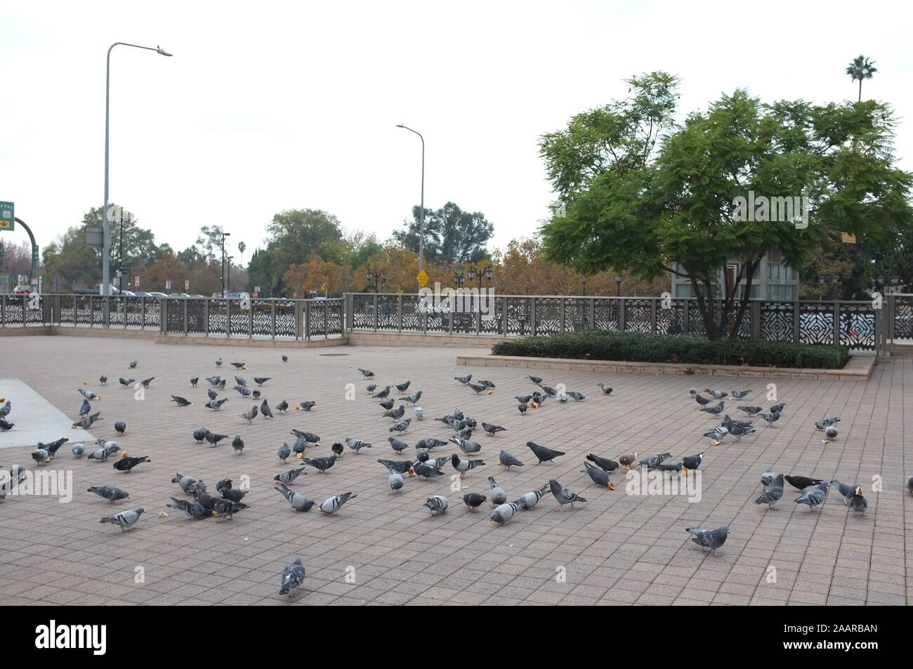 Stormo di piccioni di mangiare pane grattugiato per le strade del centro di Los Angeles Foto Stock