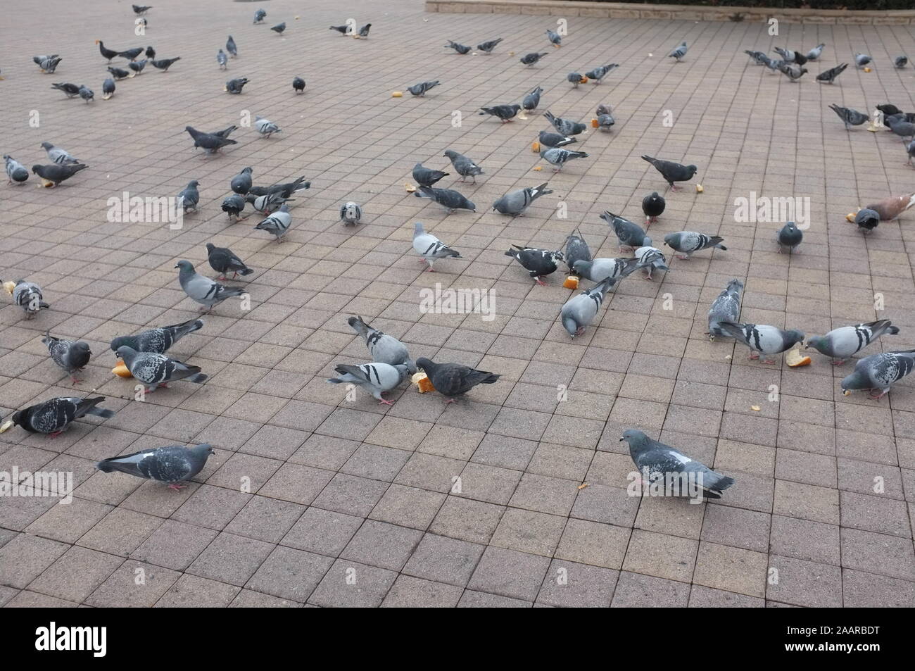 Stormo di piccioni di mangiare pane grattugiato per le strade del centro di Los Angeles Foto Stock