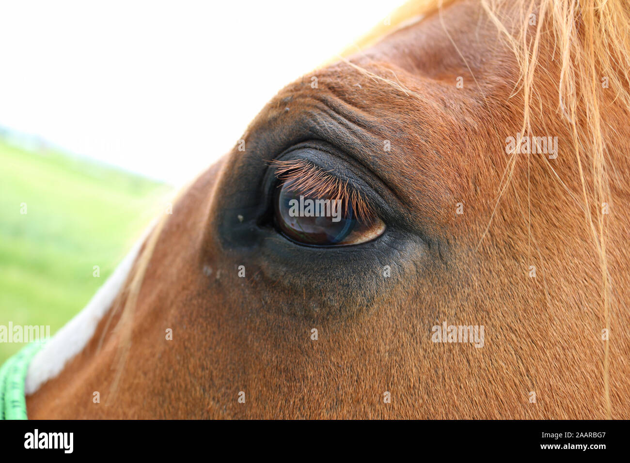 Ravvicinata di un occhio di cavallo Foto Stock