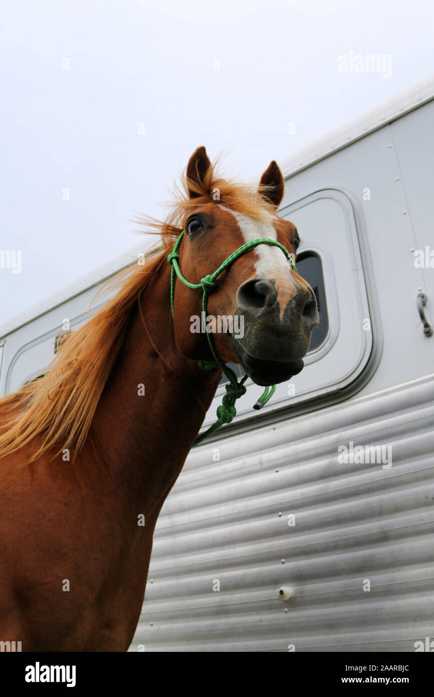 Cavallo Scarpa Cavallo Equitazione Alluminio 60mm - Foto 3