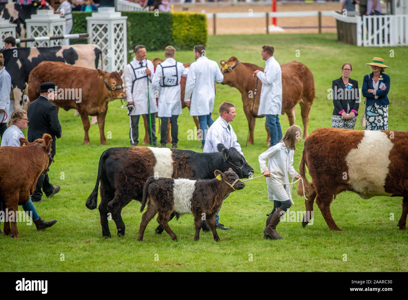 Diverse razze di bovini sono chiesto in giro la fiera del grande Yorkshire visualizza prima di ricevere a giudicare, Harrogate, nello Yorkshire, Regno Unito Foto Stock