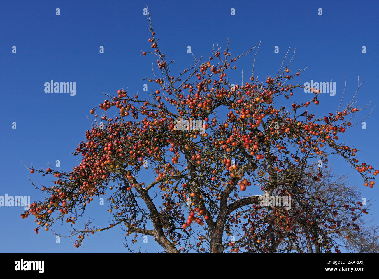 Apfelbaum mit reifen Früchten im inverno Foto Stock