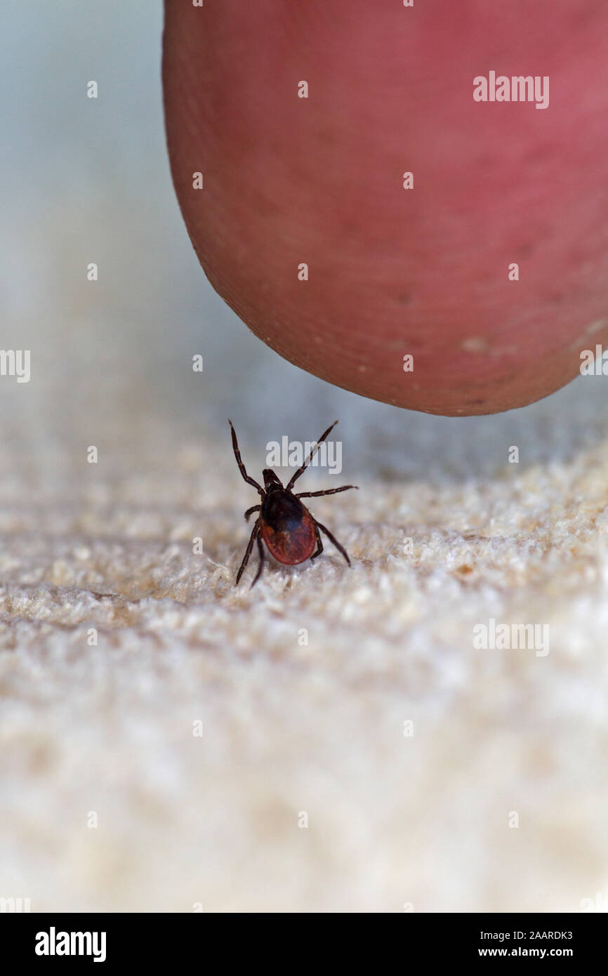 Gemeiner Holzbock (Zecke) Ixodes ricinus Foto Stock