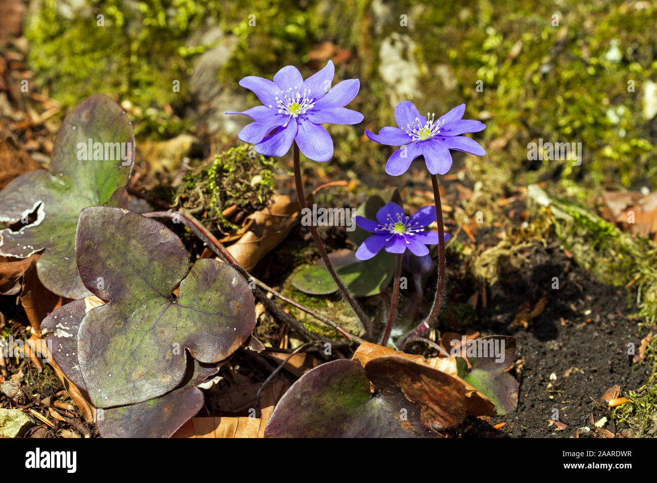 Leberblümchen (Hepatica nobilis) Foto Stock