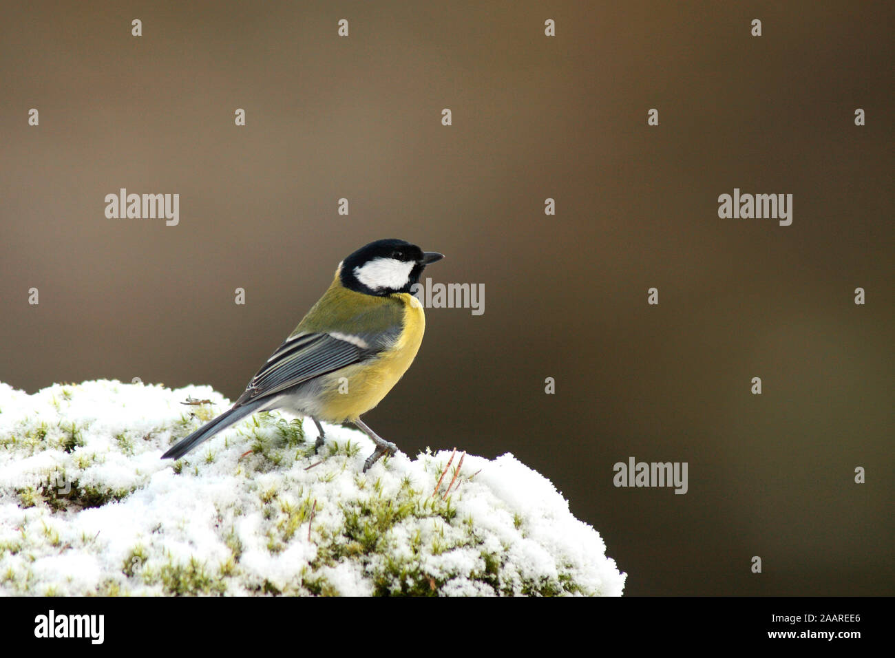 Kohlmeise, Parus major Foto Stock