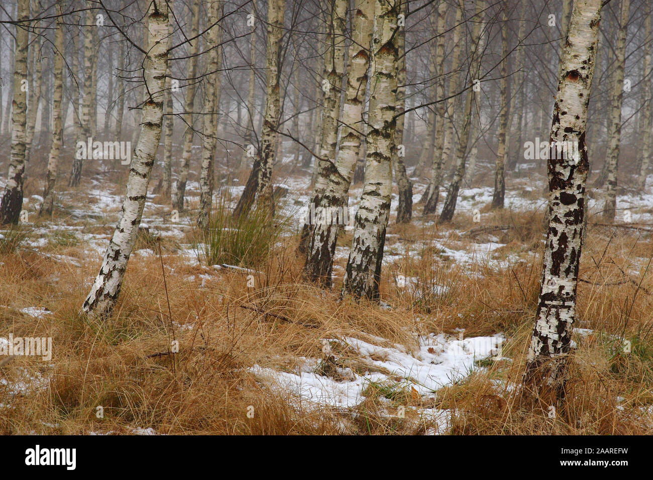 Schweden; Wald; inverno Foto Stock