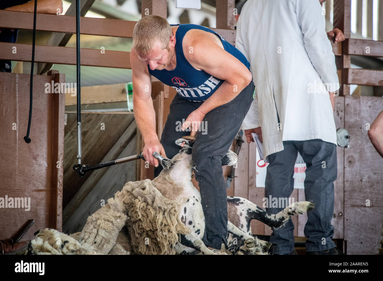 Una tosatura delle pecore concorso che avrà luogo sul palco del grande spettacolo dello Yorkshire, Harrogate, nello Yorkshire, Regno Unito Foto Stock