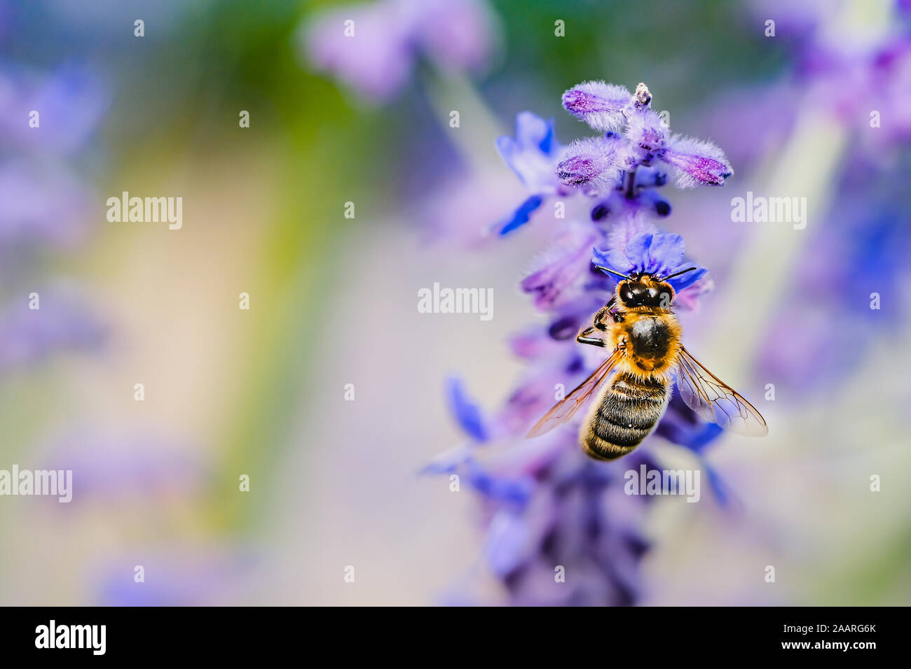 Macro di un ape polline di raccolta su un fiore di lavanda con spazio di copia Foto Stock