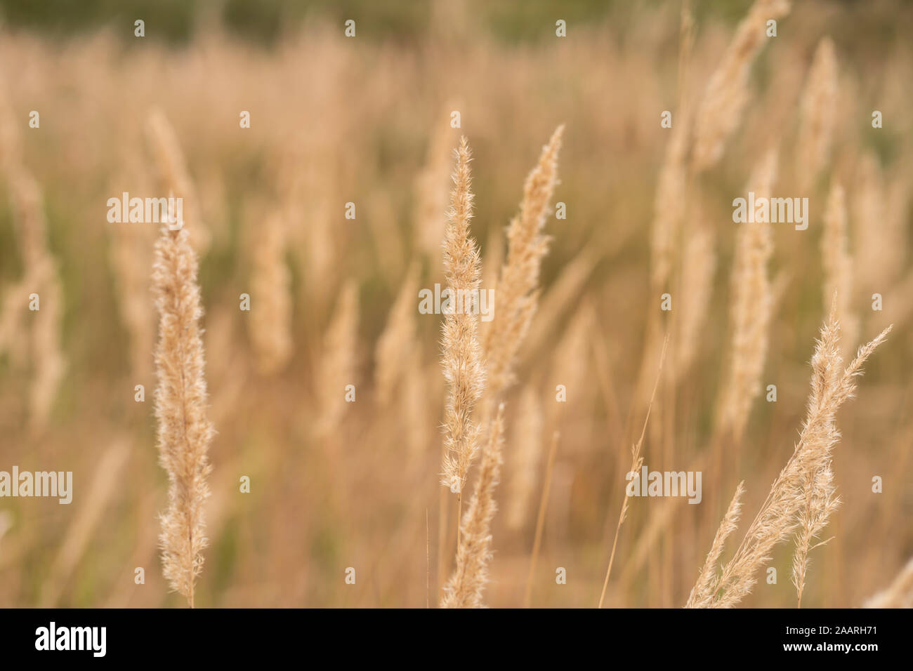 Savannah campo di erba in sun retroilluminazione,brillano con la luce del sole a mezzogiorno Foto Stock