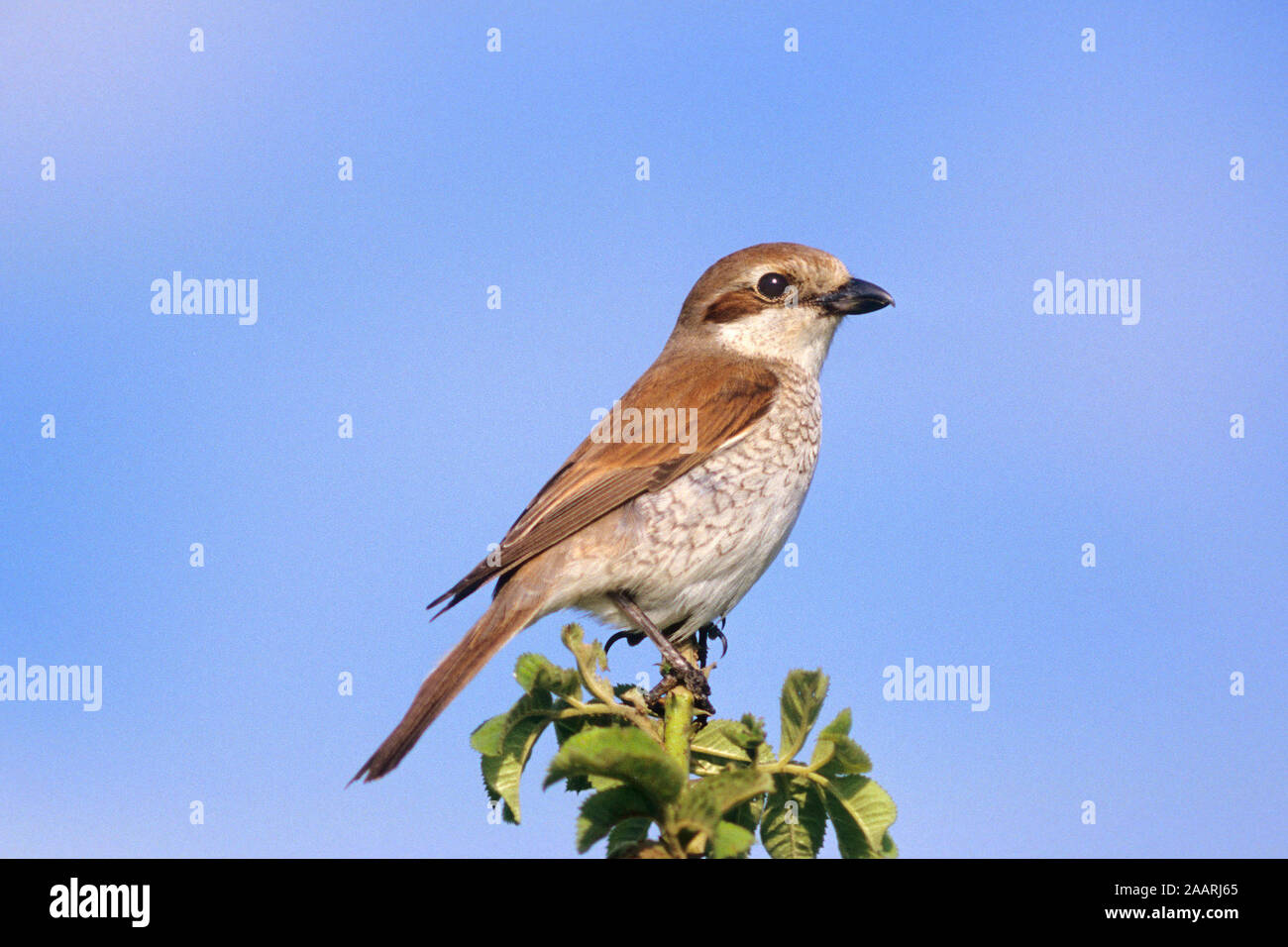 Tiere, Voegel, Rotkopfwuerger, Lanius senator, animali, uccelli, Lanius senator, Foto Stock