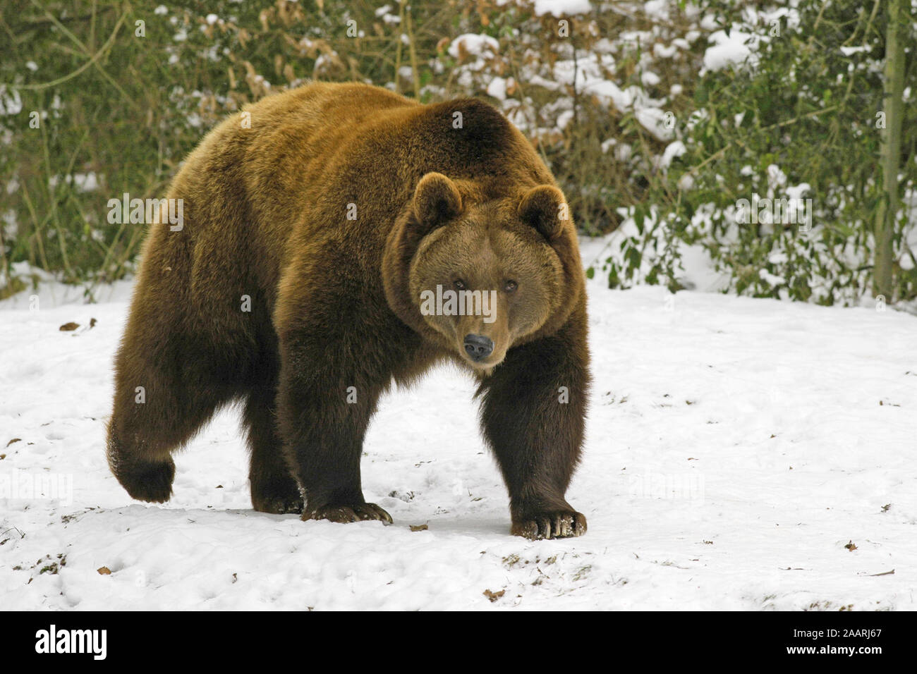 Im Braunbär inverno, Ursus arctos, Foto Stock