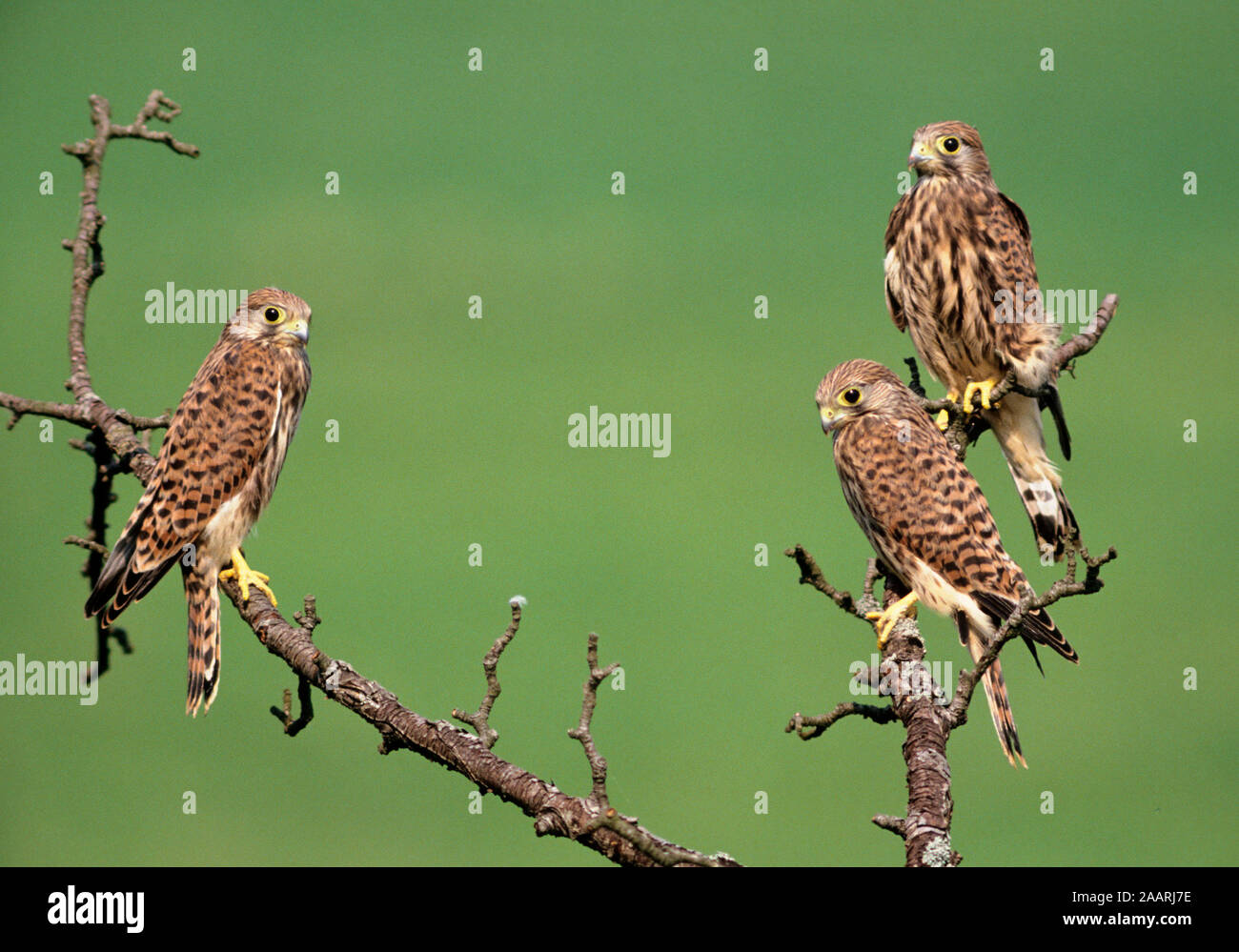 Tiere, Voegel, Raubvoegel, Greifvoegel, Falken, Turmfalken, Falco tinnunculus, Gruppe sitzt im Baum, Foto Stock