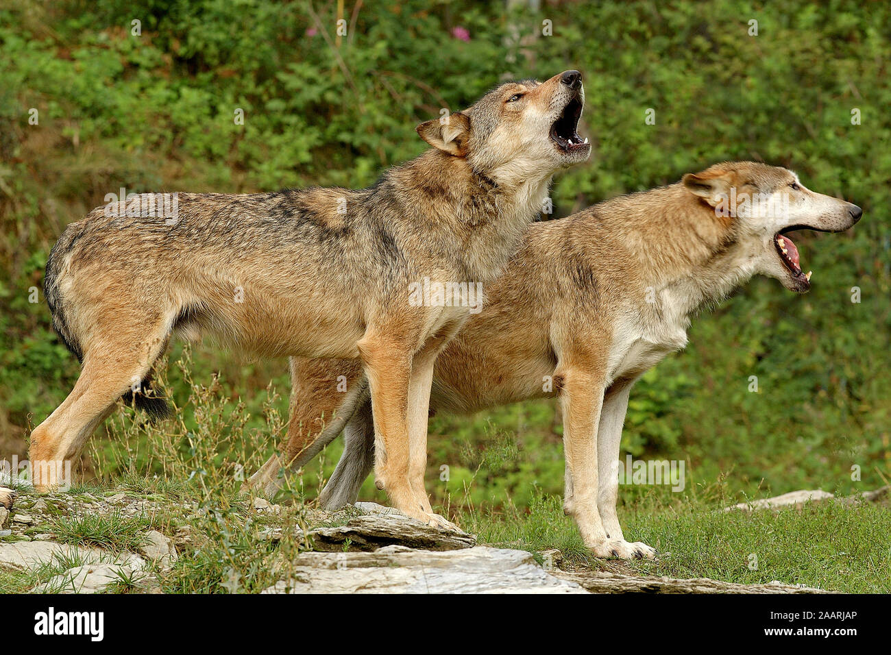 Timberwolf, (Canis lupus occidentalis), Mackenzie Valley Wolf, Deutschland, Germania Foto Stock