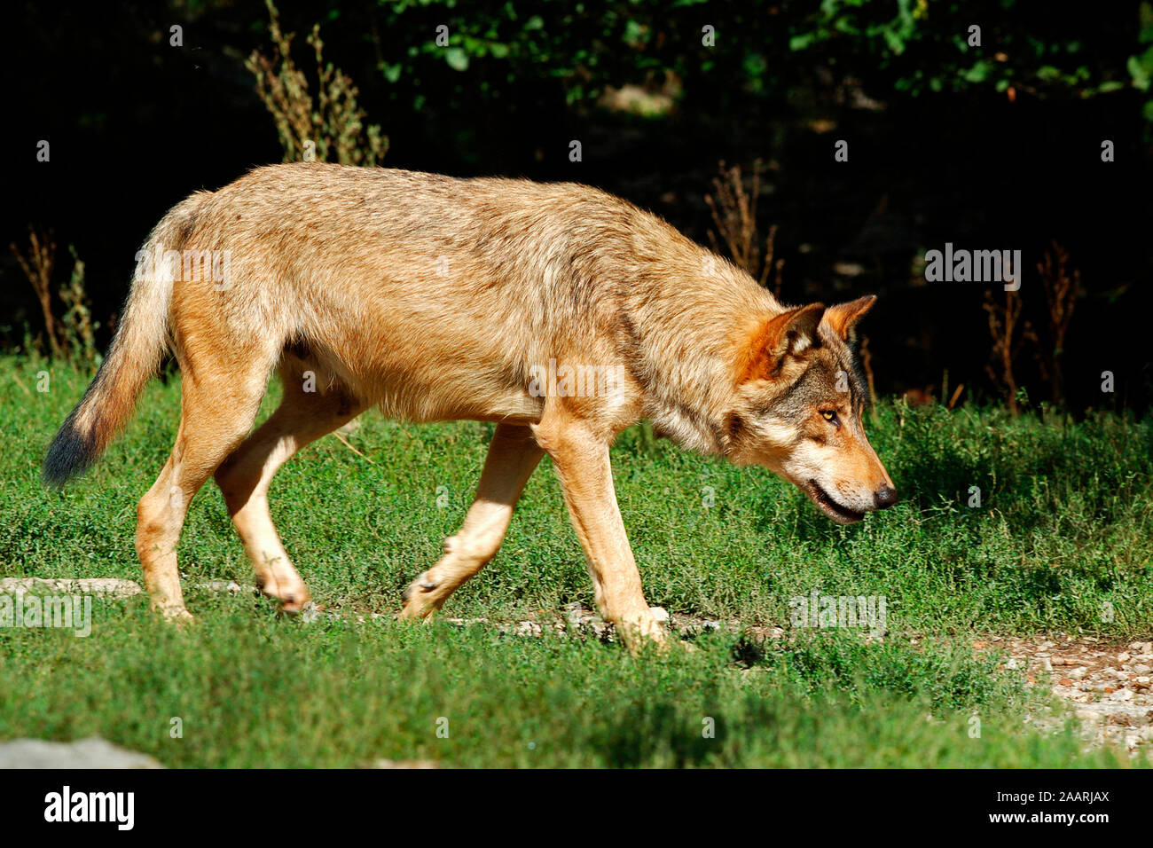 Timberwolf, (Canis lupus occidentalis), Mackenzie Valley Wolf, Deutschland, Germania Foto Stock
