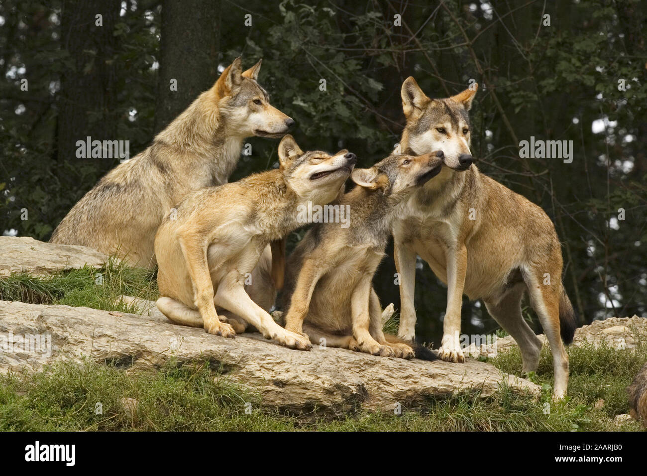 Timberwolf, (Canis lupus occidentalis), Mackenzie Valley Wolf, Deutschland, Germania Foto Stock