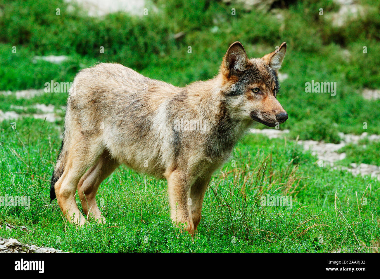 Timberwolf, (Canis lupus occidentalis), Mackenzie Valley Wolf, Deutschland, Germania Foto Stock