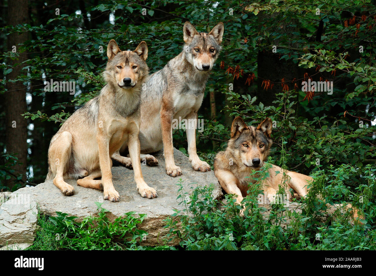 Timberwolf, (Canis lupus occidentalis), Mackenzie Valley Wolf, Deutschland, Germania Foto Stock