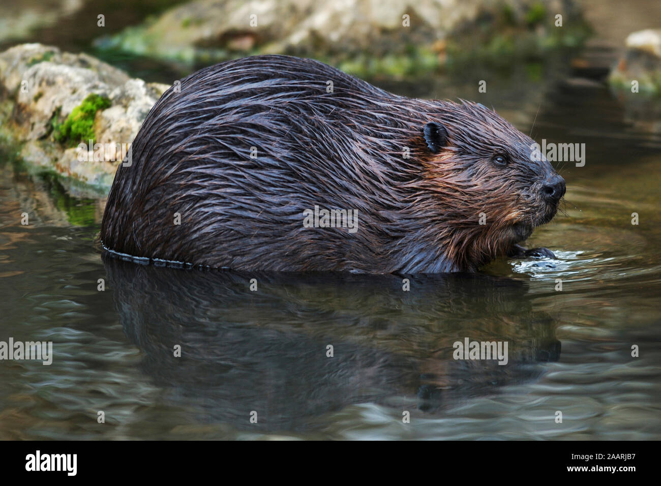 Biber (Castor canadensis) Beaver ï Baden Wuerttemberg; Deutschland,Germania Foto Stock