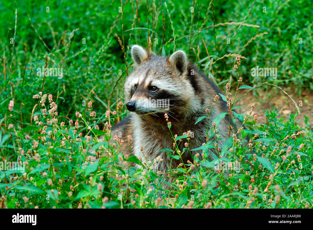 Waschb‰r (Procione lotor) Raccoon ï Baden-Wuerttemberg, Deutschland, Germania Foto Stock