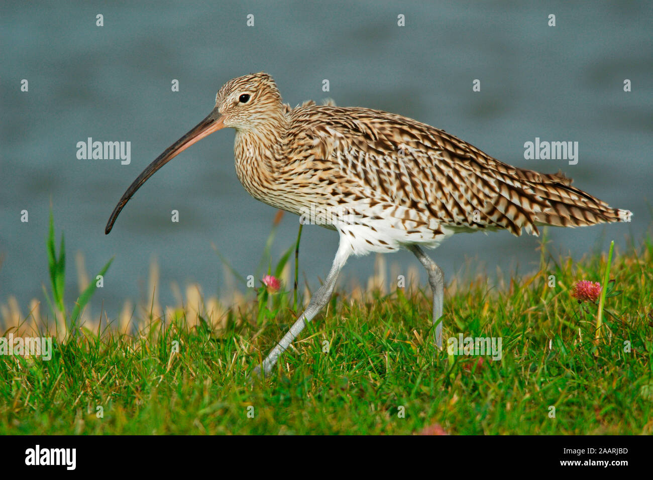 Grosser Brachvogel, Texel, Niederlande, (Numenius arquata) Curlew, Texel, Paesi Bassi Foto Stock