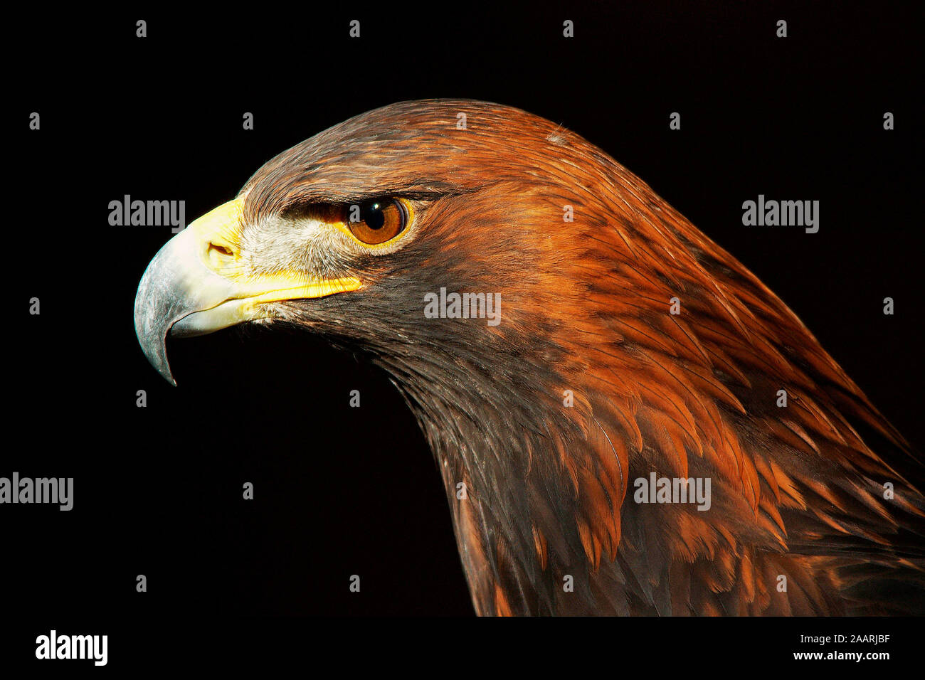 Steinadler (Aquila chrysaetos) Golden Eagle; Weibchen, ritratto; Bayern; Deutschland; Germania Foto Stock