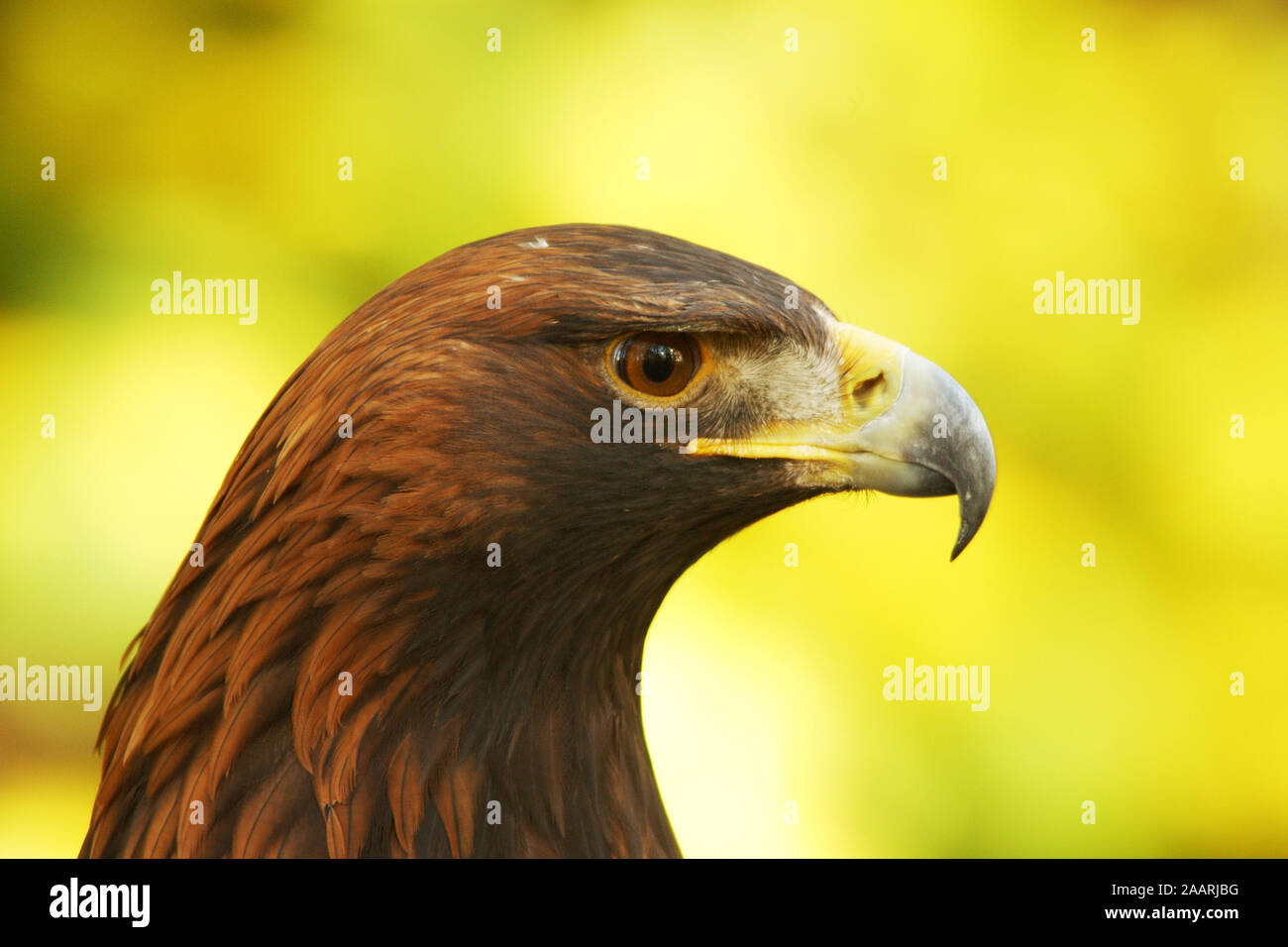 Steinadler (Aquila chrysaetos) Golden Eagle; Weibchen; Ritratto; Bayern; Deutschland; Germania Foto Stock