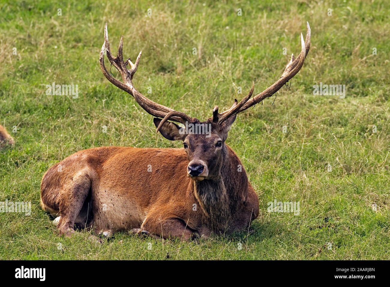 Rothirsch, maennlich (Cervus elaphus) Red Deer, maschio ï Baden Wuerttemberg; Deutschland; Germania Foto Stock