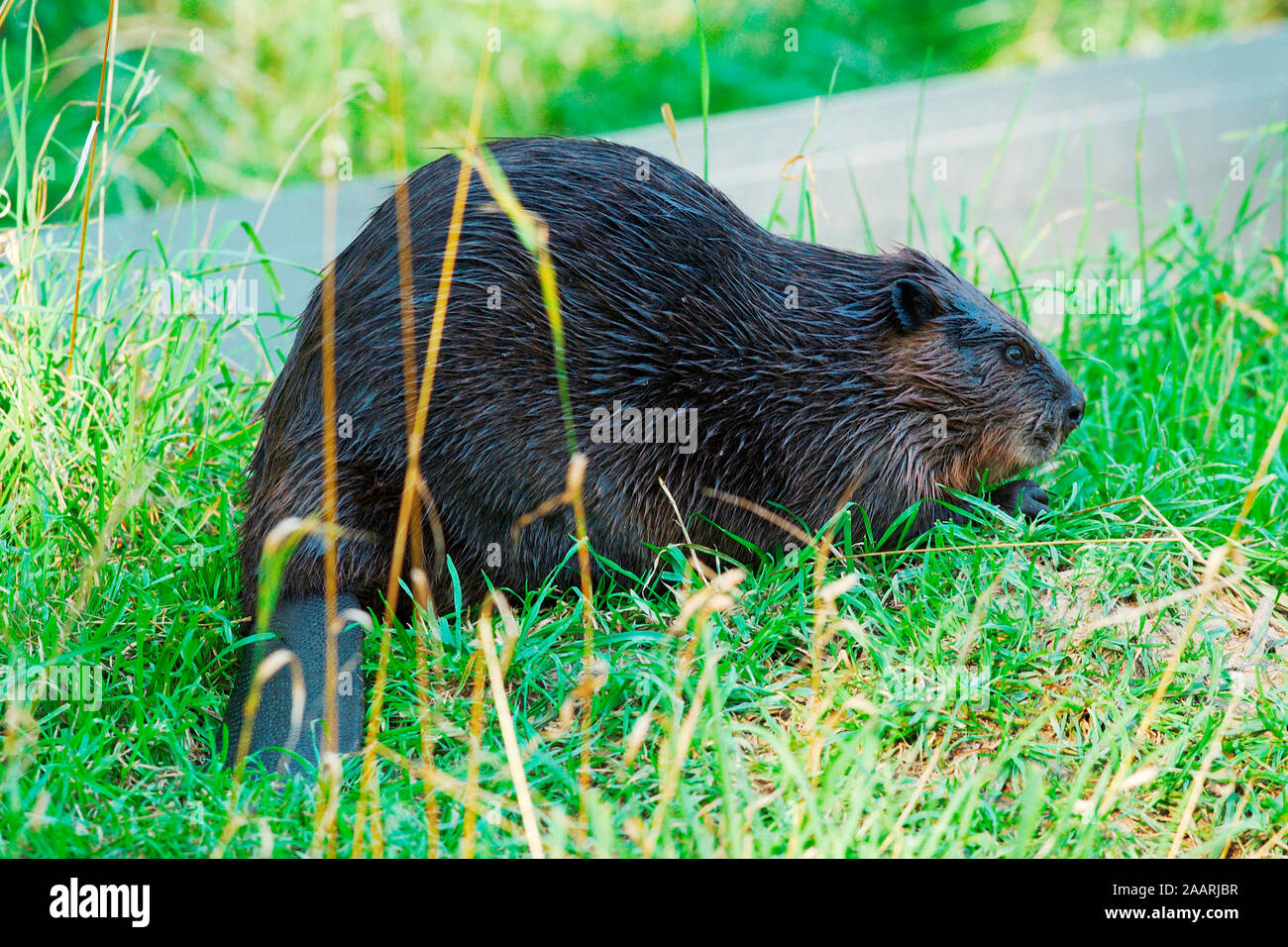 Biber (Castor canadensis) Beaver ï Baden Wuerttemberg; Deutschland,Germania Foto Stock