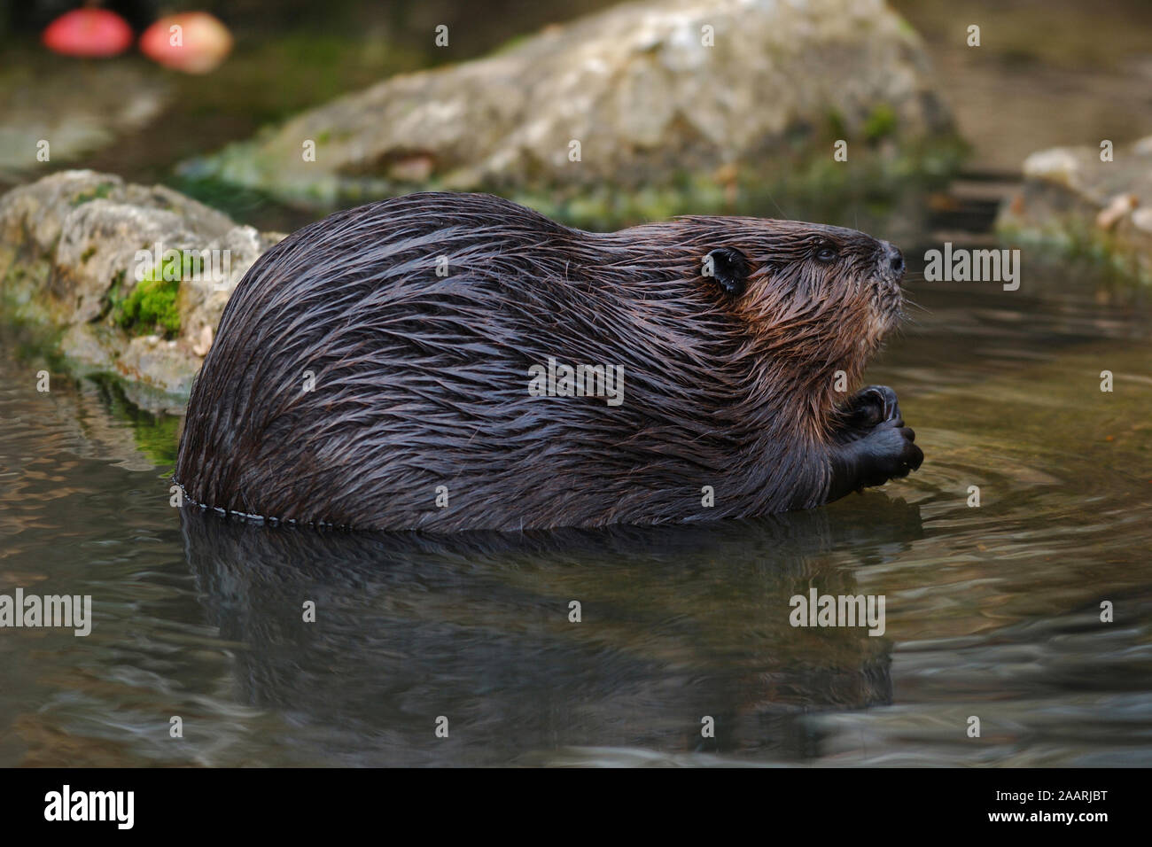 Biber (Castor canadensis) Beaver ï Baden Wuerttemberg; Deutschland,Germania Foto Stock