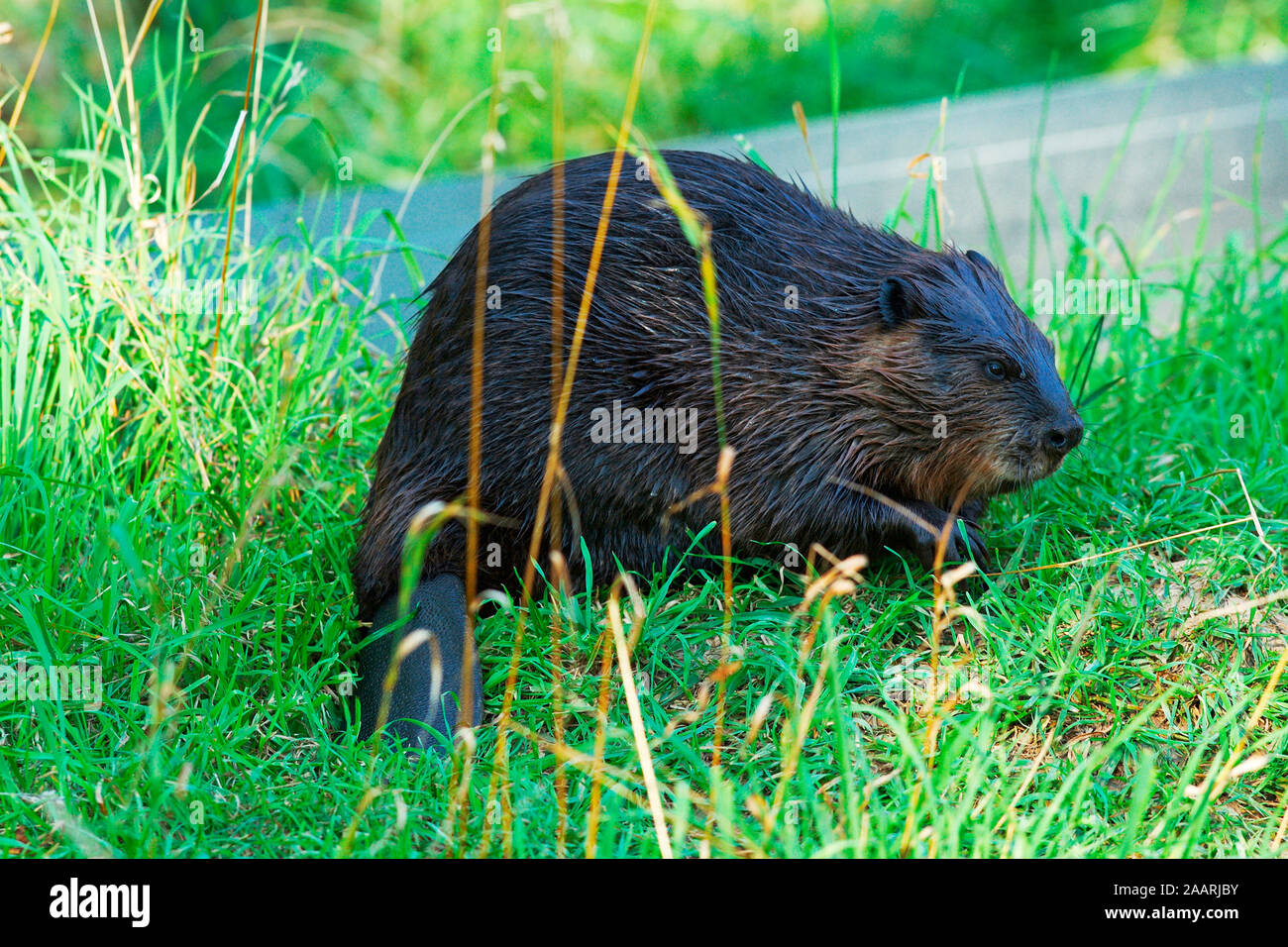 Biber (Castor canadensis) Beaver ï Baden Wuerttemberg; Deutschland,Germania Foto Stock