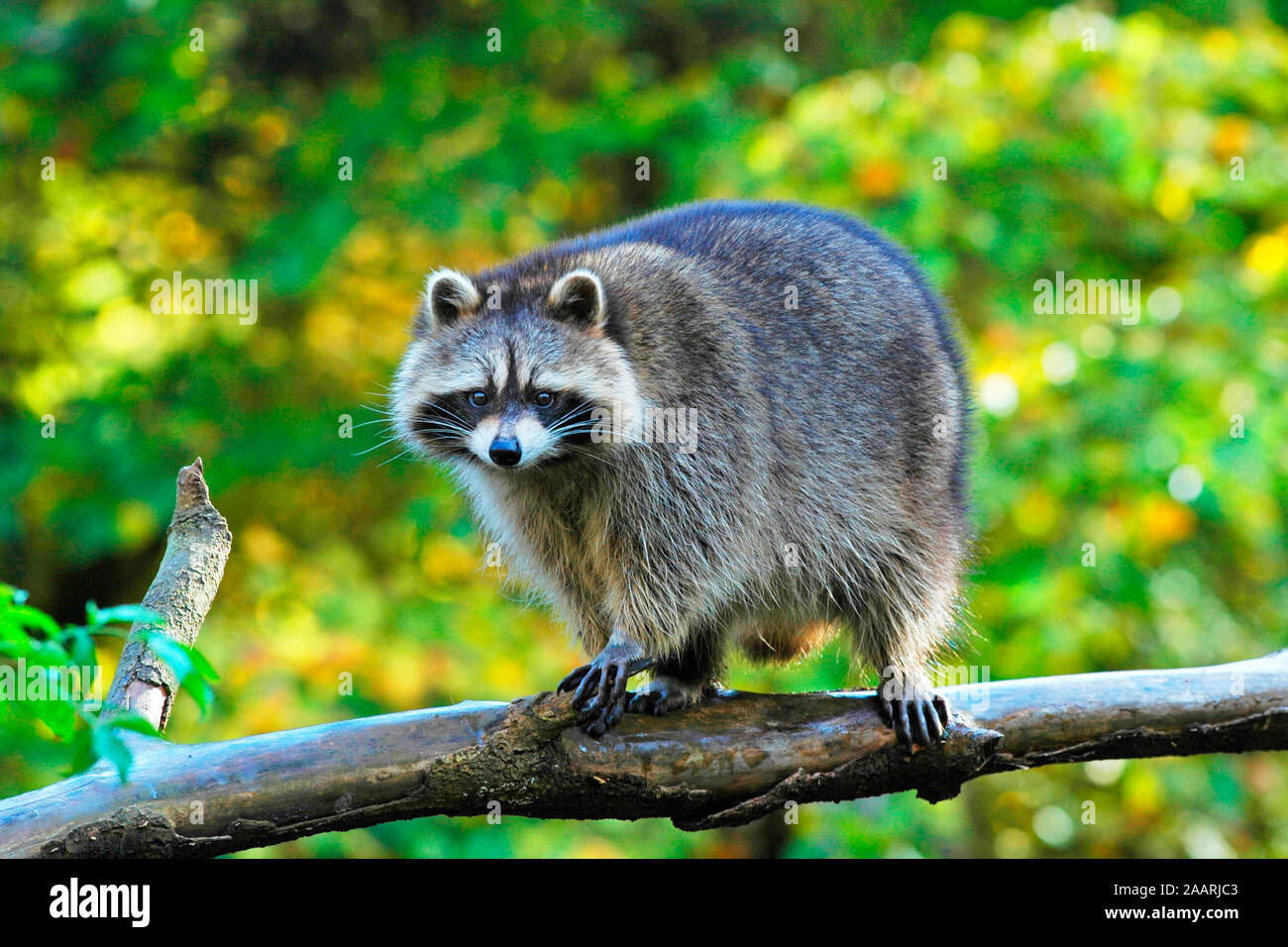 Waschb‰r, (Procione lotor), raccoon, Baden-Wuerttemberg, Deutschland Foto Stock