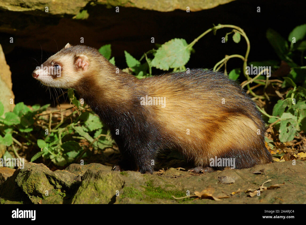 Frettchen ( Mustela putorius f. furo) polecat domestico Ferret, Baden-Wuerttemberg, Deutschland, Germania Foto Stock