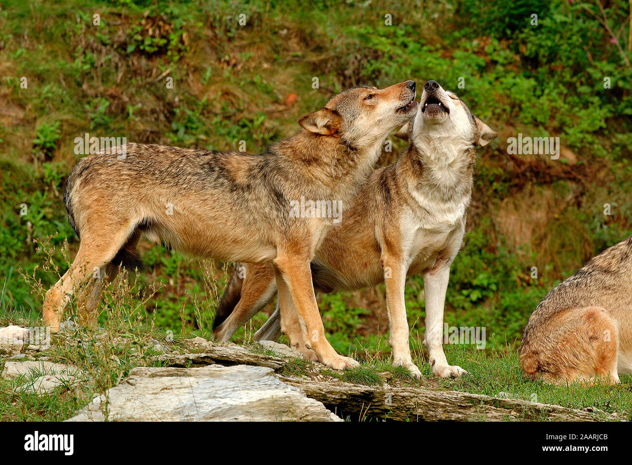 Timberwolf, (Canis lupus occidentalis), Mackenzie Valley Wolf, Deutschland, Germania Foto Stock