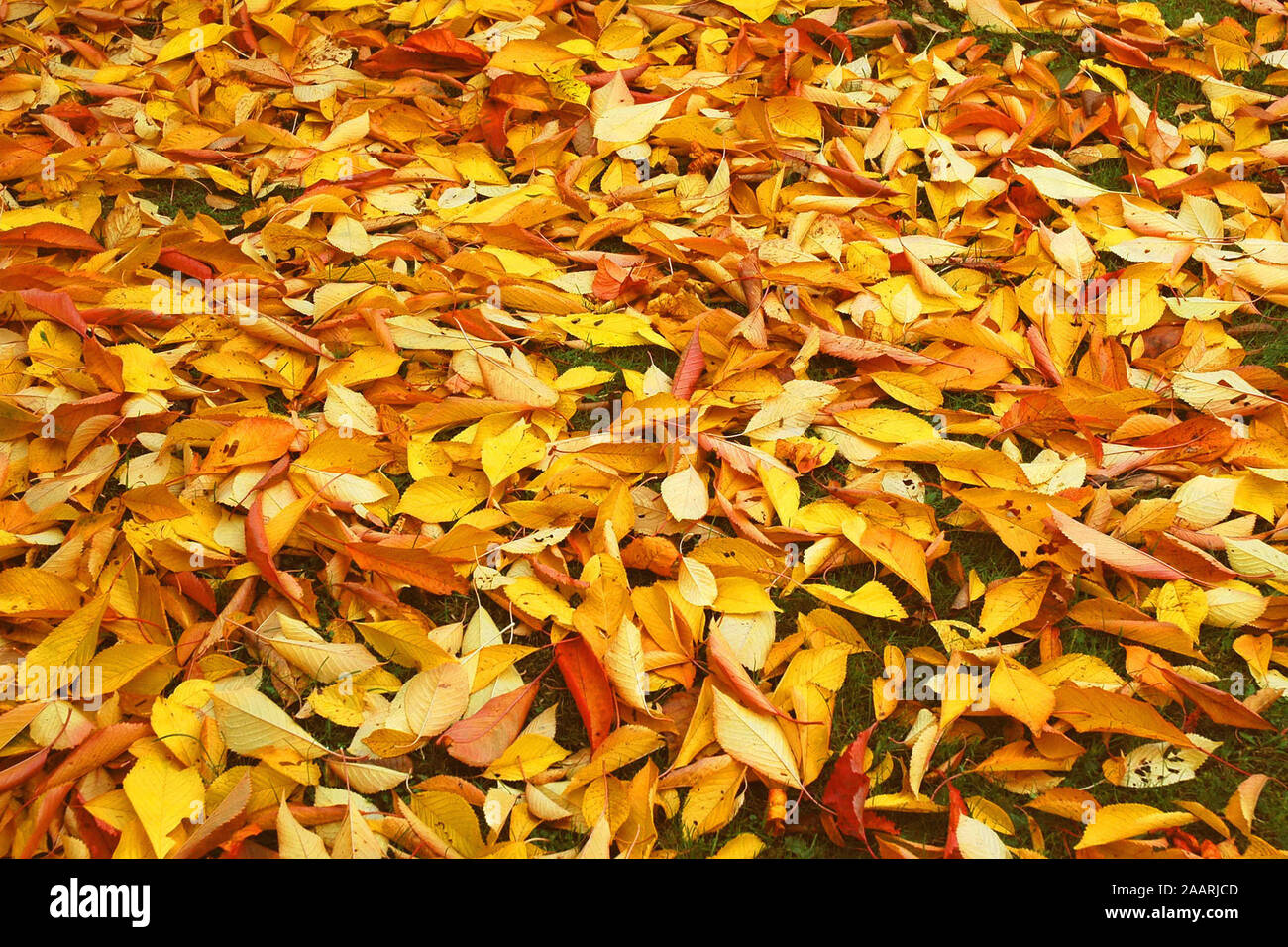 Herbstlaub, (Prunus avium), fogliame autunnale Ostalbkreis, Baden-Wuerttemberg, Deutschland Foto Stock