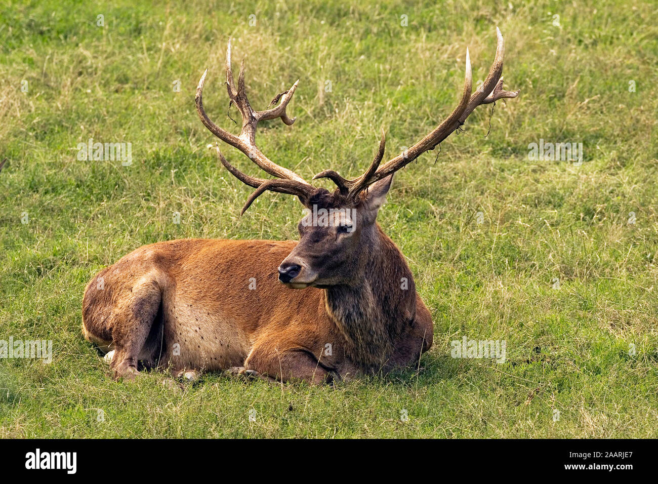Rothirsch, maennlich (Cervus elaphus) Red Deer, maschio ï Baden Wuerttemberg; Deutschland; Germania Foto Stock