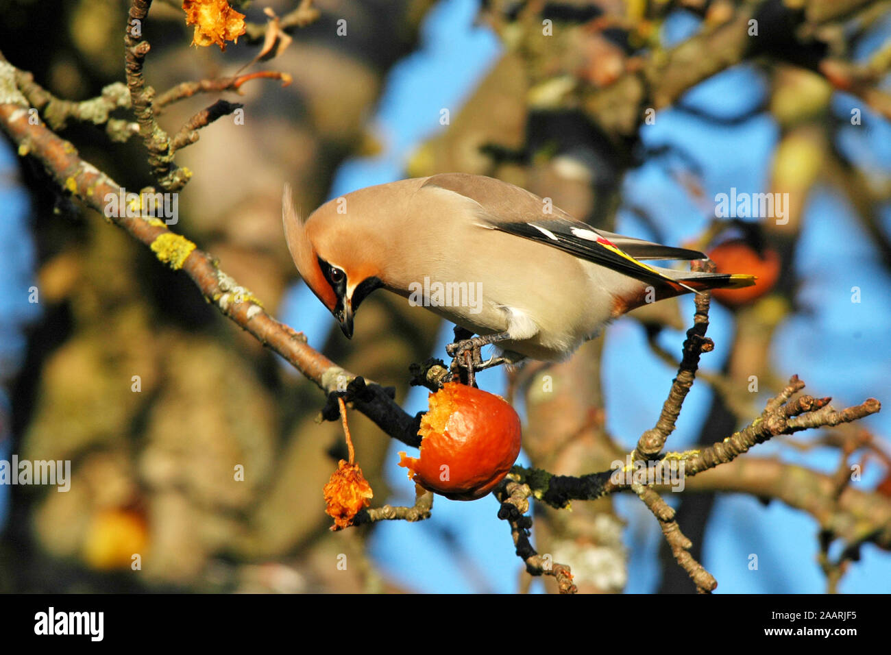 Seidenschwanz (Bombycilla garrulus) Bohemian Waxwing ï Ostalbkreis; Baden Wuerttemberg; Deutschland,Germania Foto Stock