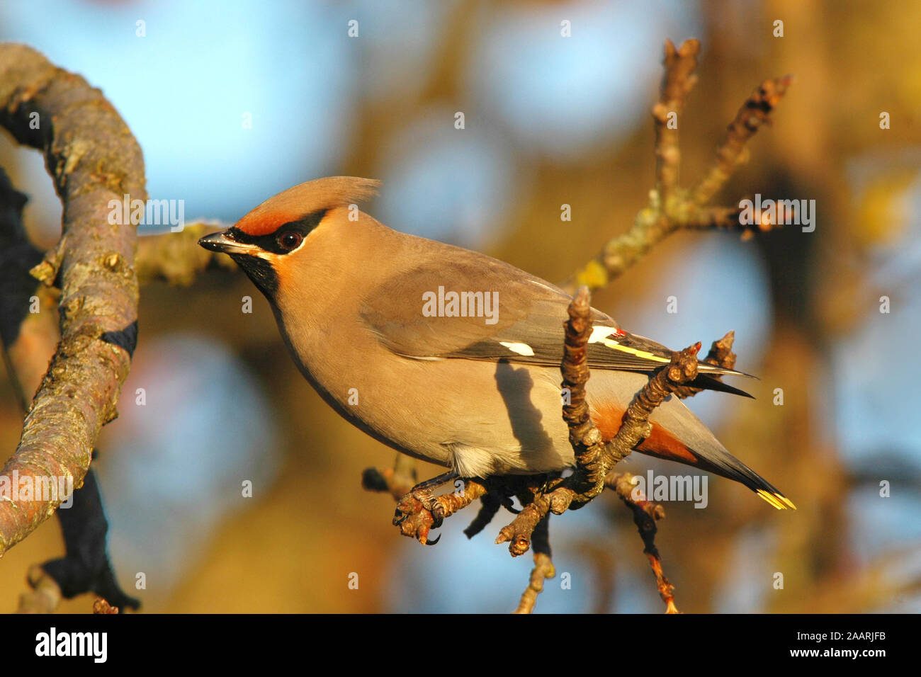 Seidenschwanz (Bombycilla garrulus) Bohemian Waxwing ï Ostalbkreis; Baden Wuerttemberg; Deutschland,Germania Foto Stock