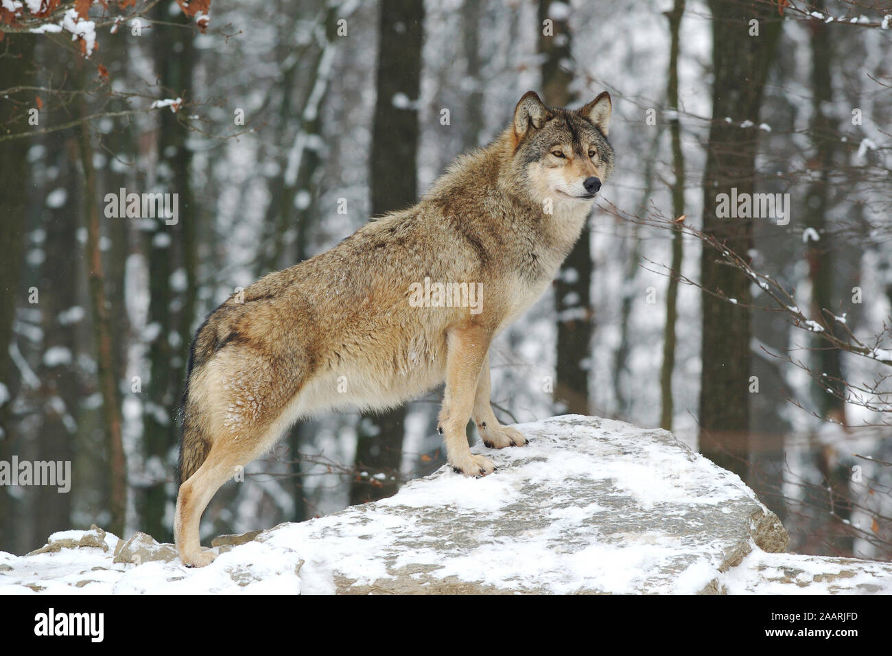 Timberwolf, (Canis lupus occidentalis), Mackenzie Valley Wolf, Deutschland, Germania Foto Stock