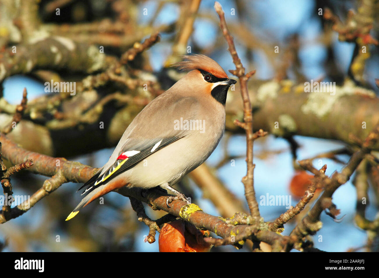 Seidenschwanz (Bombycilla garrulus) Bohemian Waxwing ï Ostalbkreis; Baden Wuerttemberg; Deutschland,Germania Foto Stock