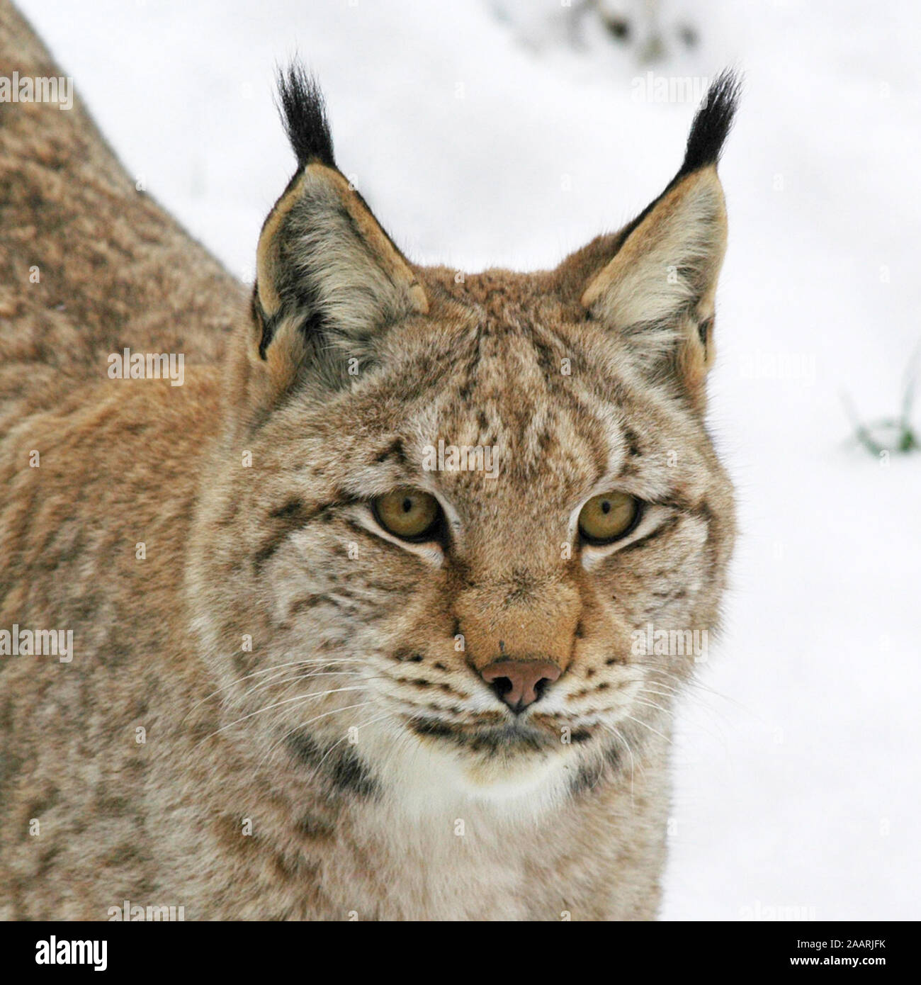 Europ‰ischer Luchs ( Felis lynx) Lince Europea ï Baden-Wuerttemberg, Deutschland, Germania Foto Stock