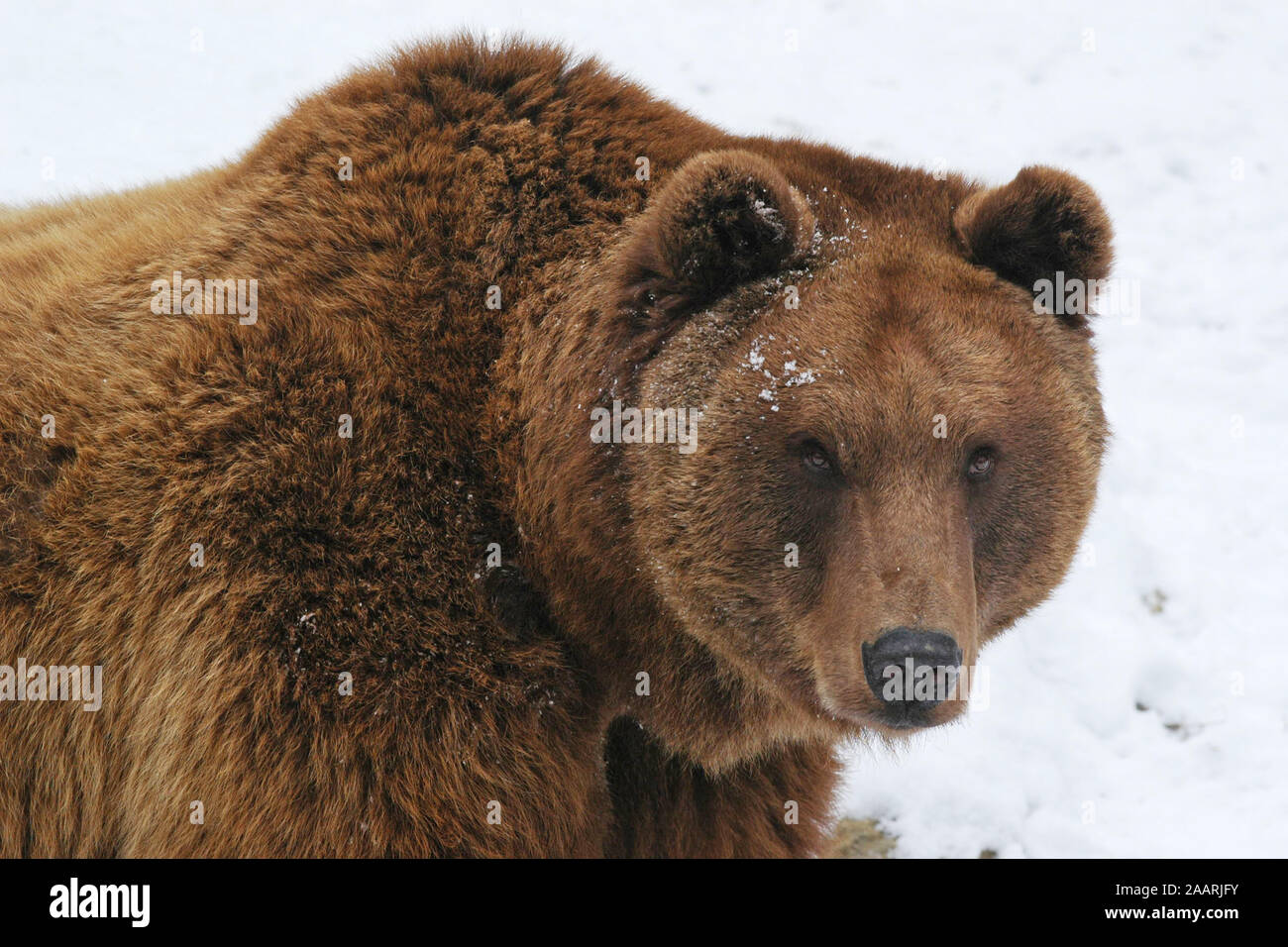 Braunb‰r (Ursus arctos) orso bruno ï Baden Wuerttemberg; Deutschland, Germania Foto Stock