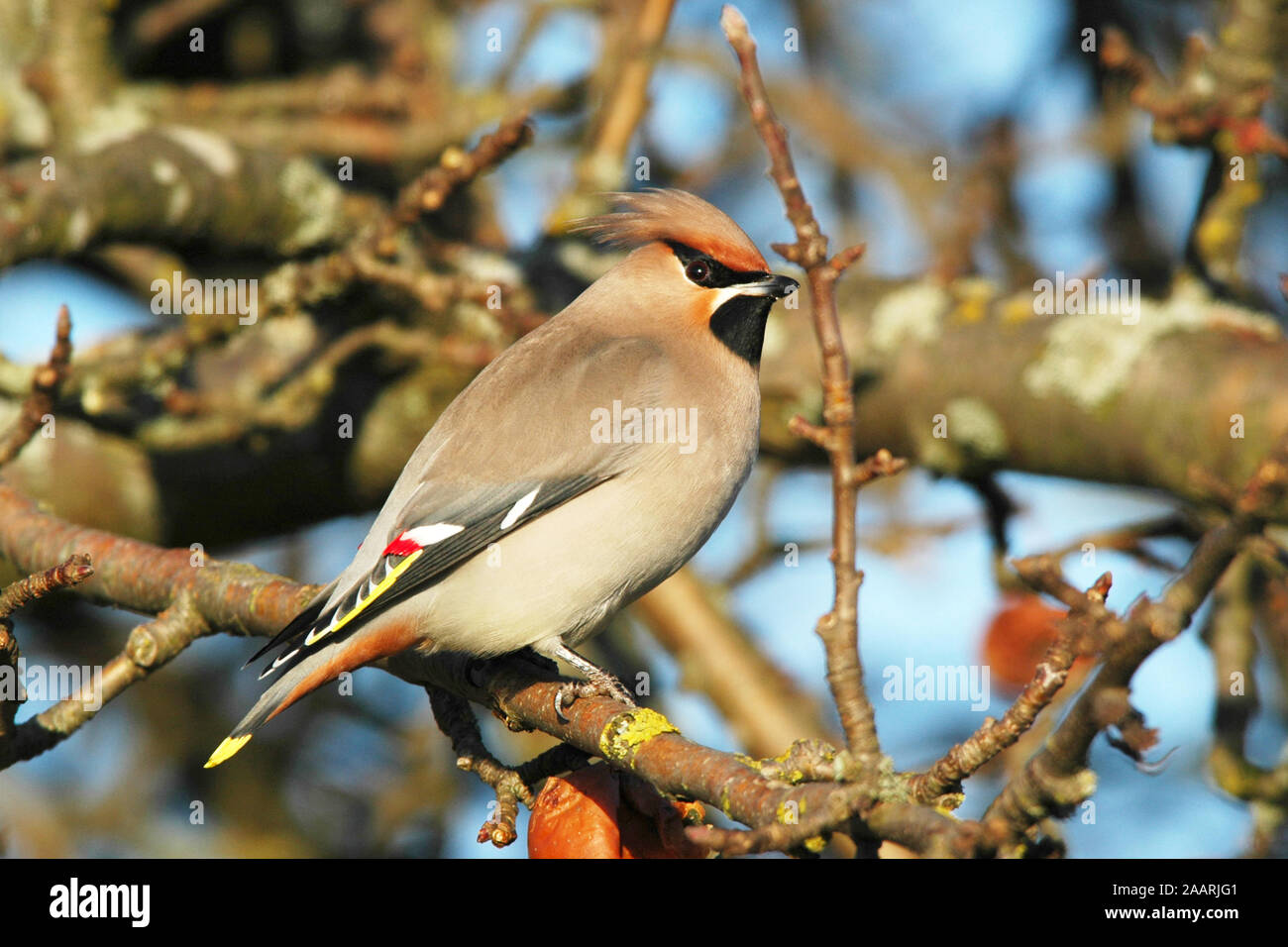 Seidenschwanz (Bombycilla garrulus) Bohemian Waxwing ï Ostalbkreis; Baden Wuerttemberg; Deutschland,Germania Foto Stock