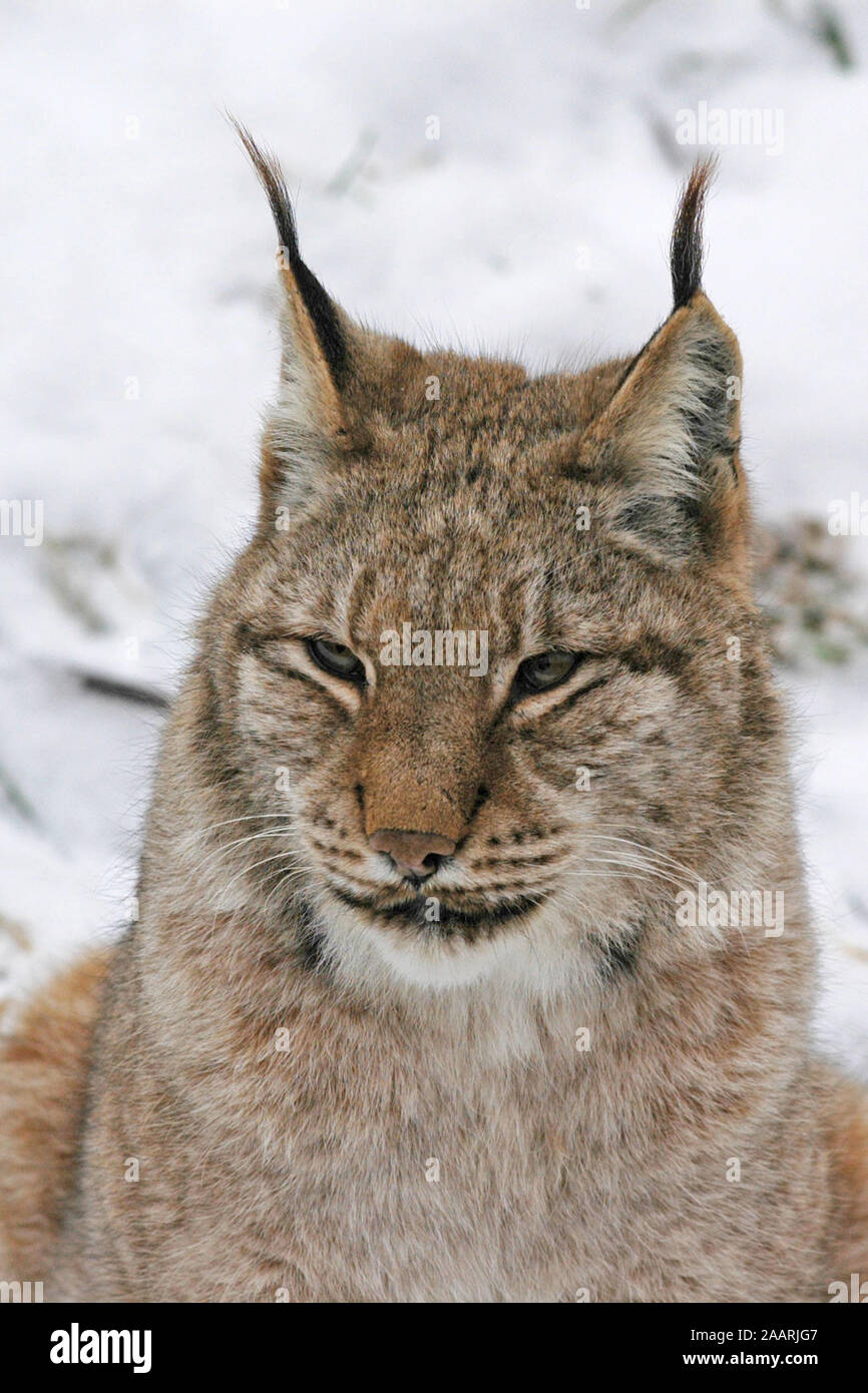 Europ‰ischer Luchs ( Felis lynx) Lince Europea ï Baden-Wuerttemberg, Deutschland, Germania Foto Stock