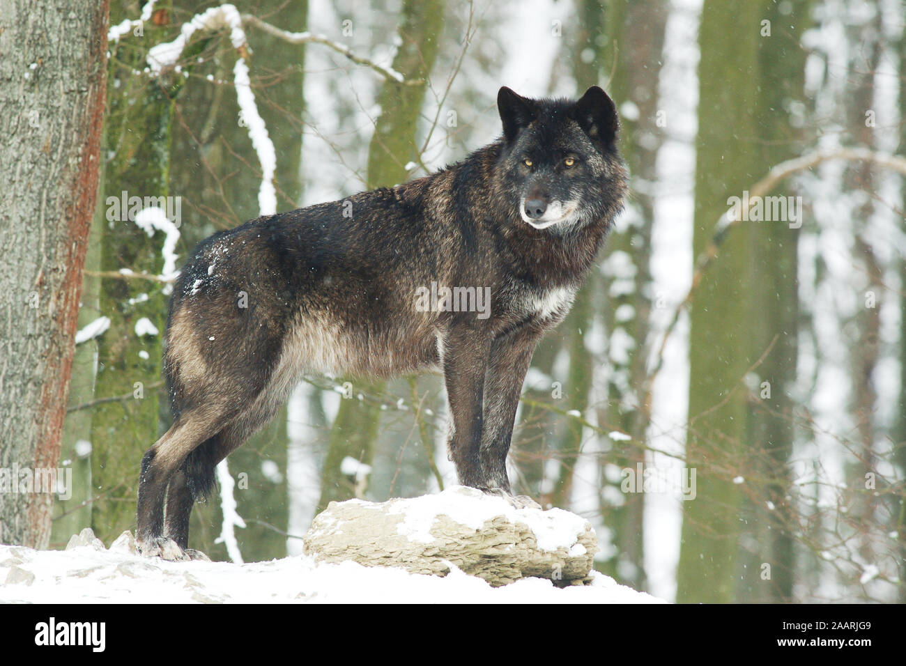 Timberwolf, (Canis lupus occidentalis), Mackenzie Valley Wolf, Deutschland, Germania Foto Stock