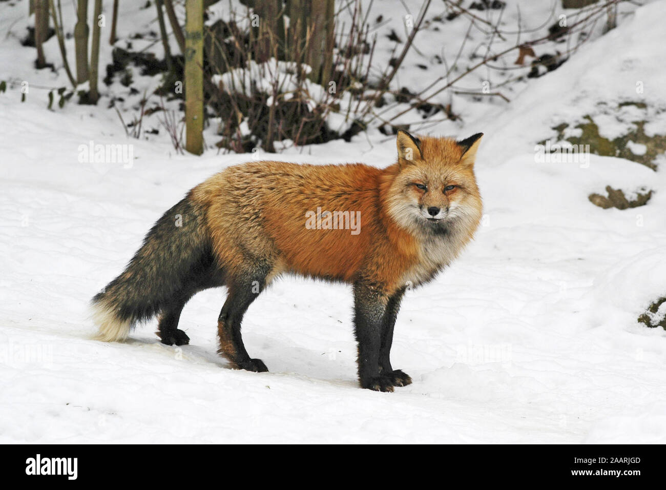 Rotfuchs (Vulpes vulpes vulpes) Red Fox ï Baden Wuerttemberg; Deutschland, Germania Foto Stock