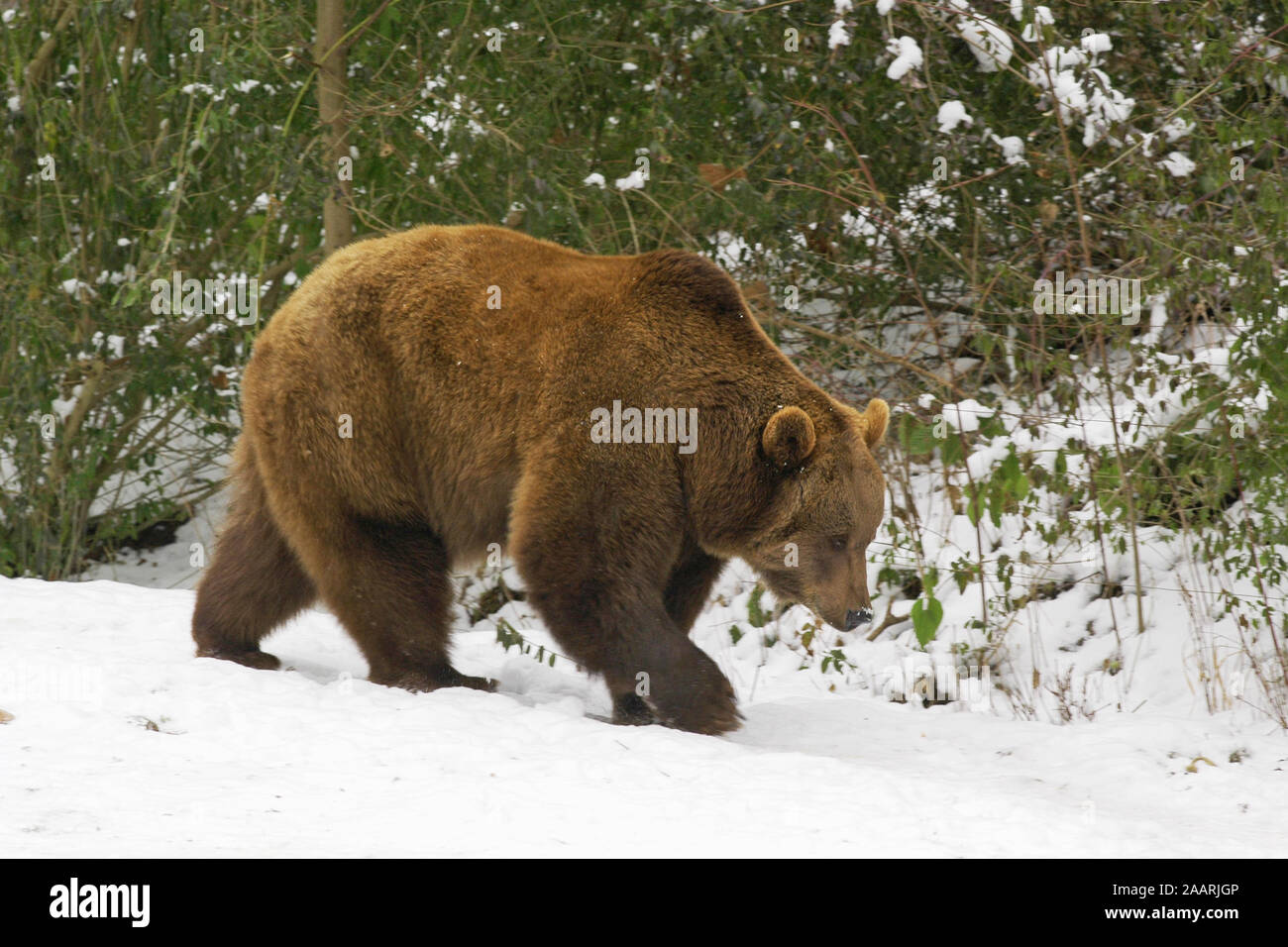 Braunb‰r (Ursus arctos) orso bruno ï Baden Wuerttemberg; Deutschland, Germania Foto Stock