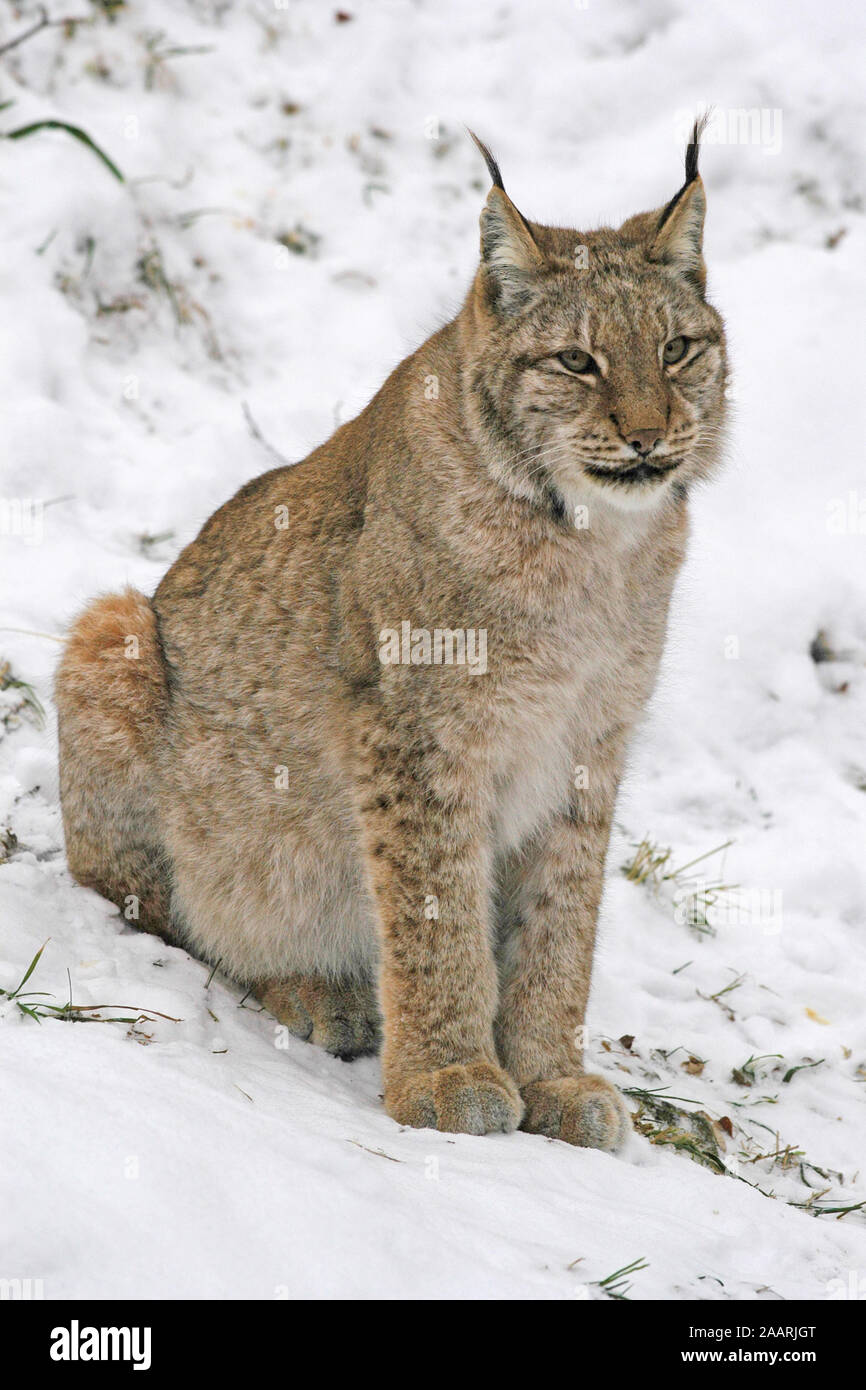 Europ‰ischer Luchs ( Felis lynx) Lince Europea ï Baden-Wuerttemberg, Deutschland, Germania Foto Stock