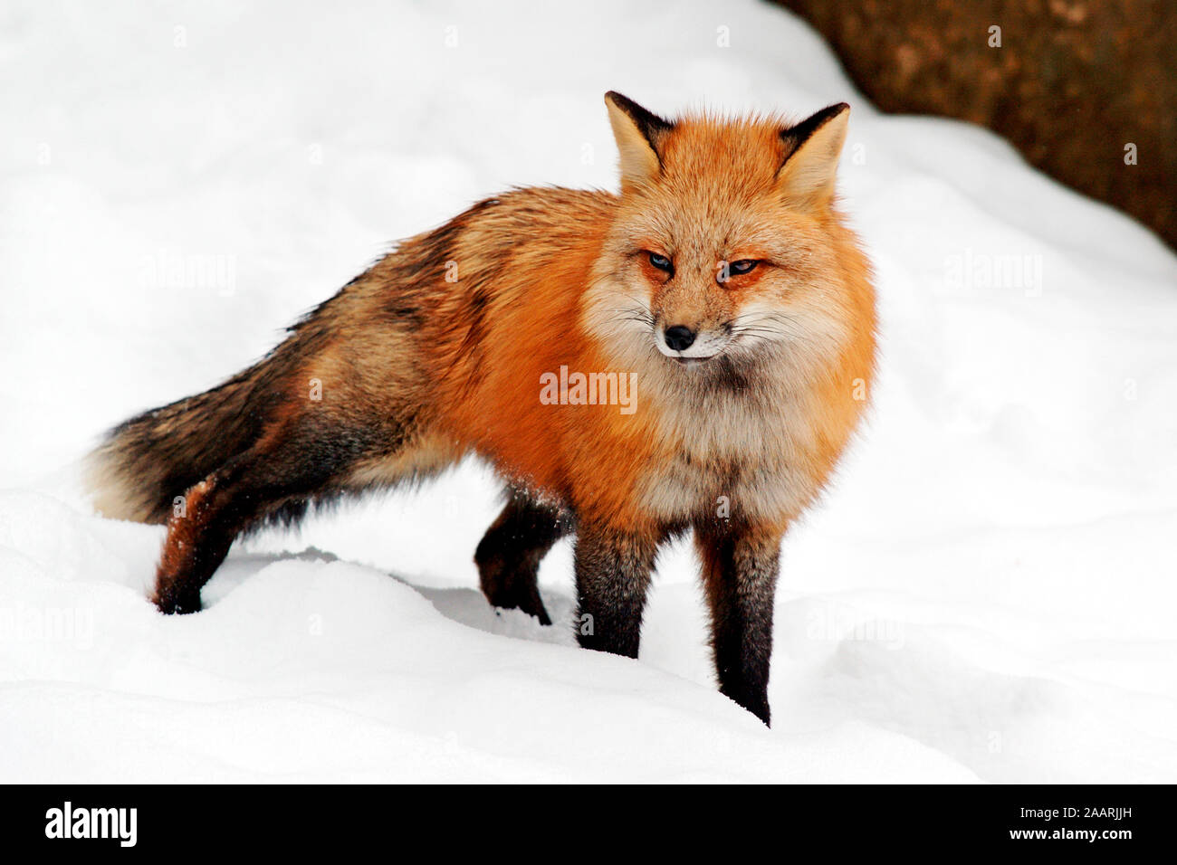 Rotfuchs (Vulpes vulpes vulpes) Red Fox ï Baden Wuerttemberg; Deutschland, Germania Foto Stock